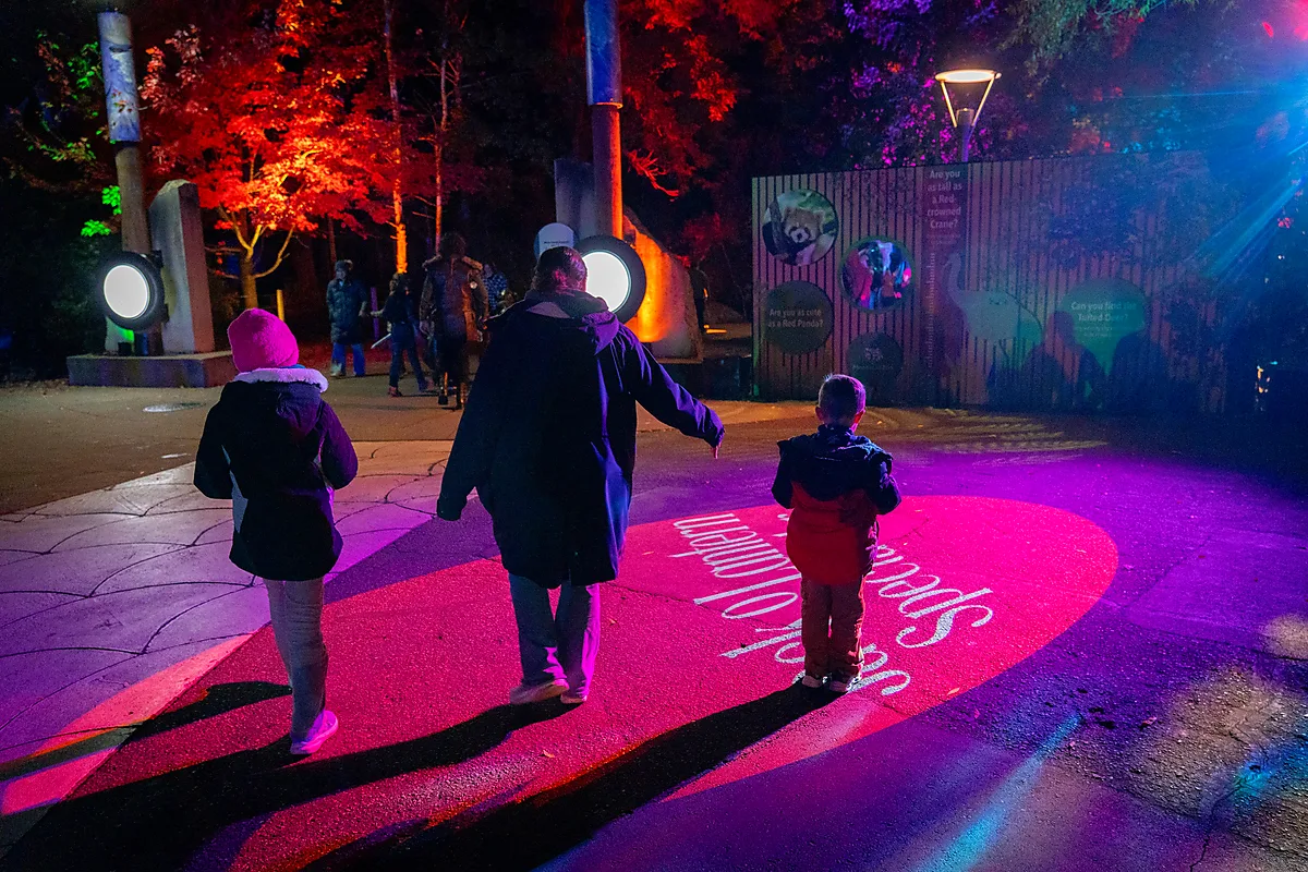 Family walking through a pink light projection at a zoo night event
