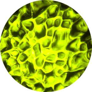 Water - 21 Yellow Green.png