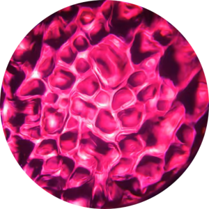 Water - Red Rose.png