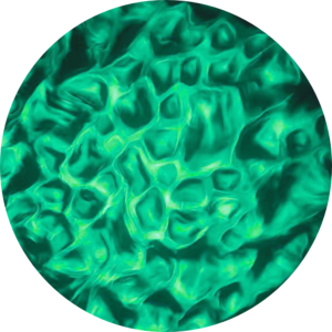 Water - 26 Dark Green.png