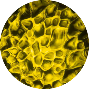 Water - Gold.png