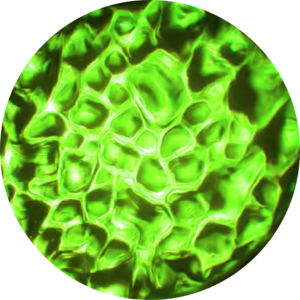 Water - Light Green.png